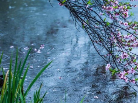 《春夜喜雨》杜甫——晓看红湿处,花重锦官城哔哩哔哩bilibili