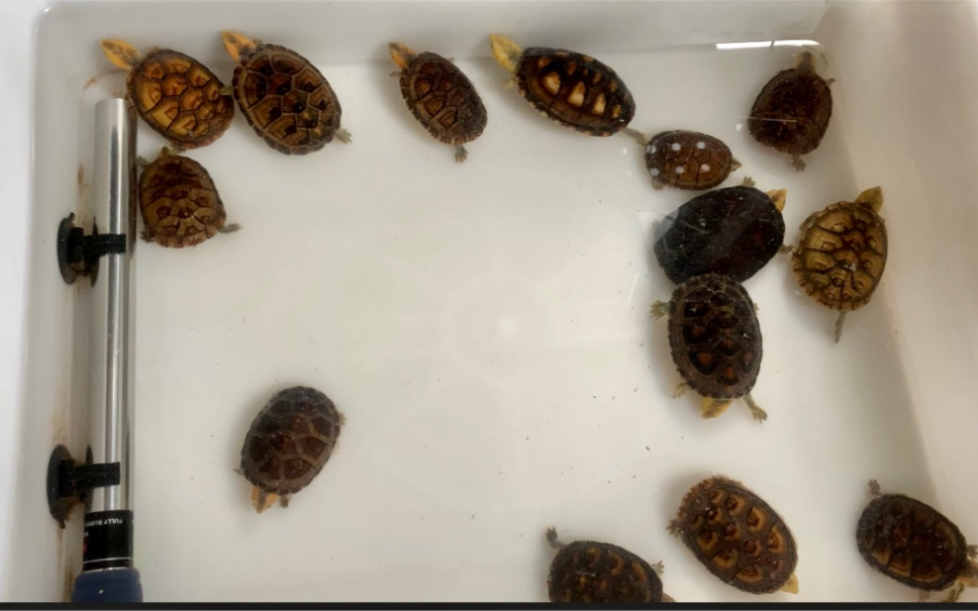 白唇蛋龟的万千形态