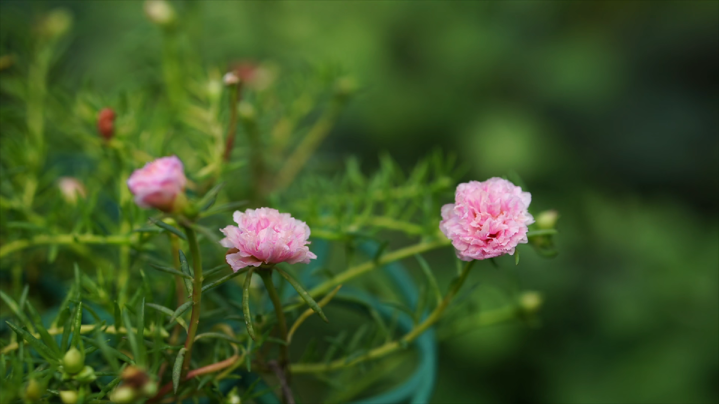 宿根重瓣太阳花 蜜桃粉