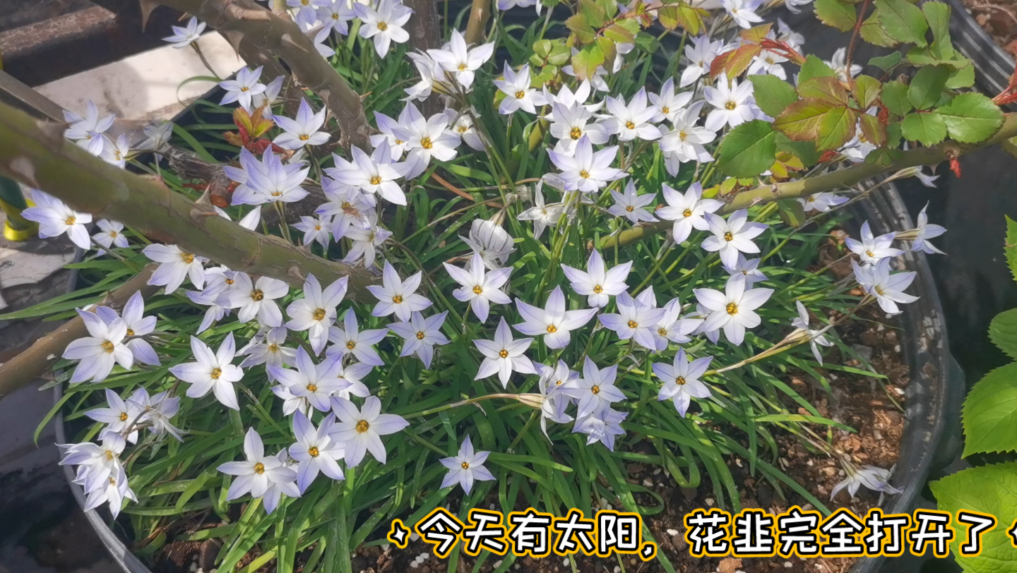 月季护盆草的春天