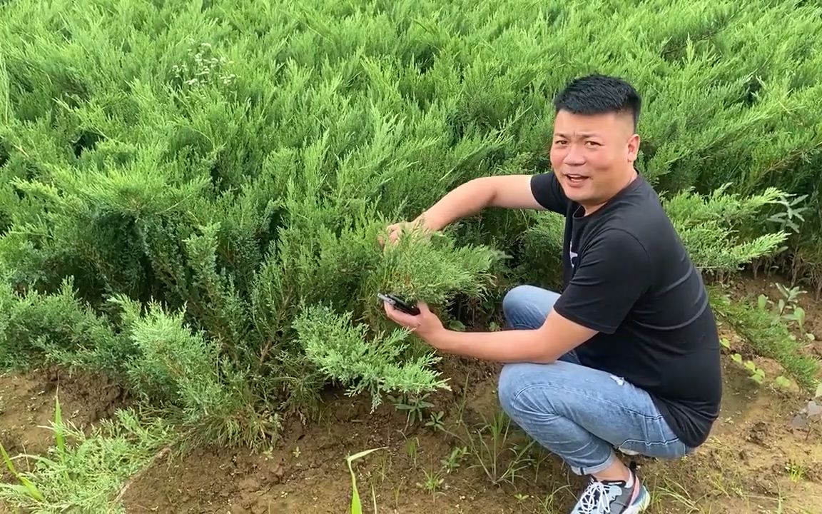 沙地柏 边坡防护植物 根系发达固土护坡效果好 耐寒耐旱低矮灌木类松柏植物苗木 园林经典品种哔哩哔哩bilibili