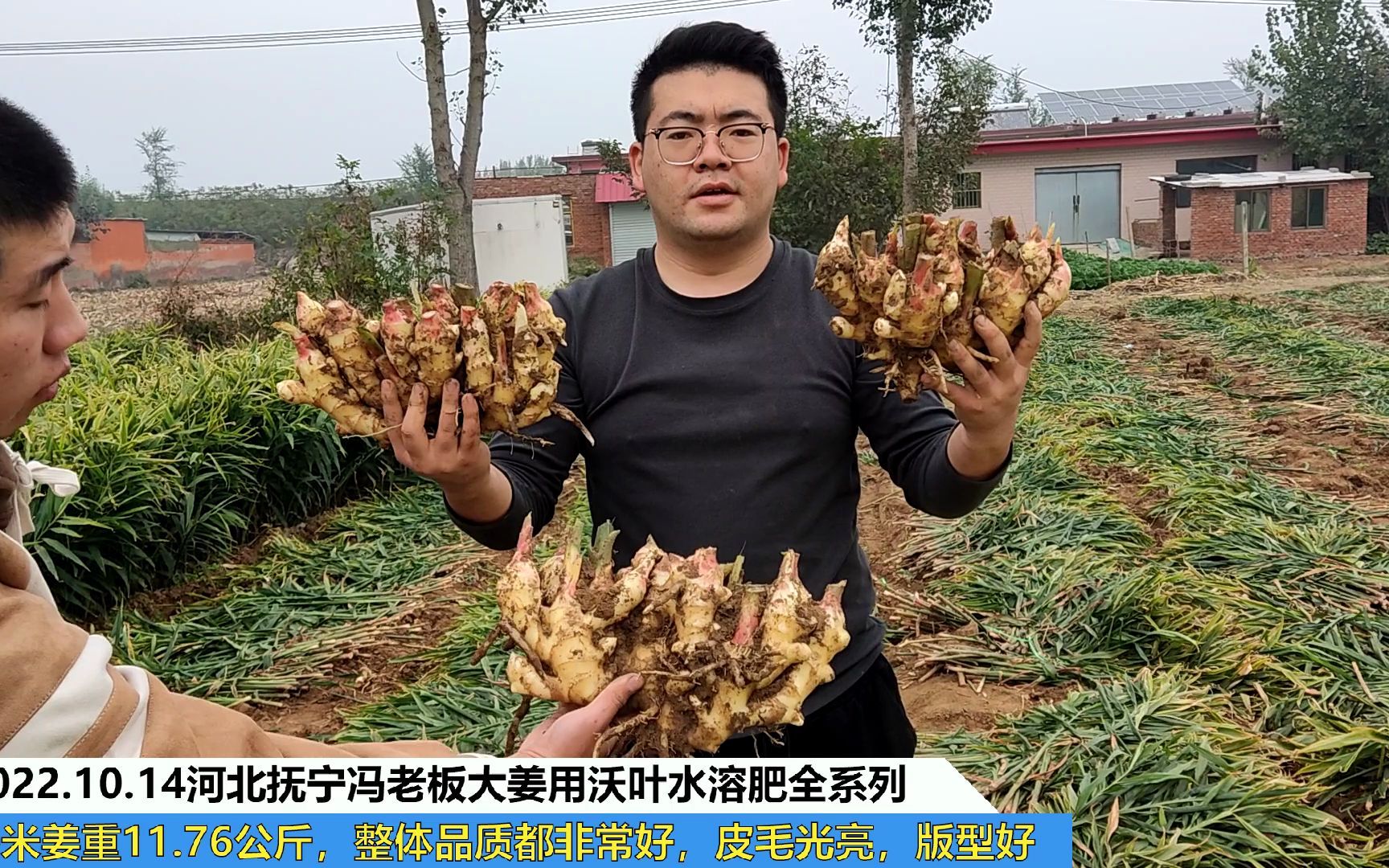 水溶肥品牌河北抚宁冯老板大姜用夫沃施沃叶水溶肥全系列,一米姜重11.76公斤,整体品质都非常好,皮毛光亮,版型好哔哩哔哩bilibili