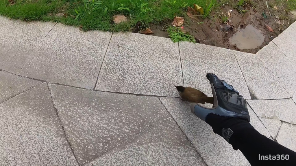 马路上遇到一只受伤的小鸟,可惜只能帮你带到安全的地方,祝你好运