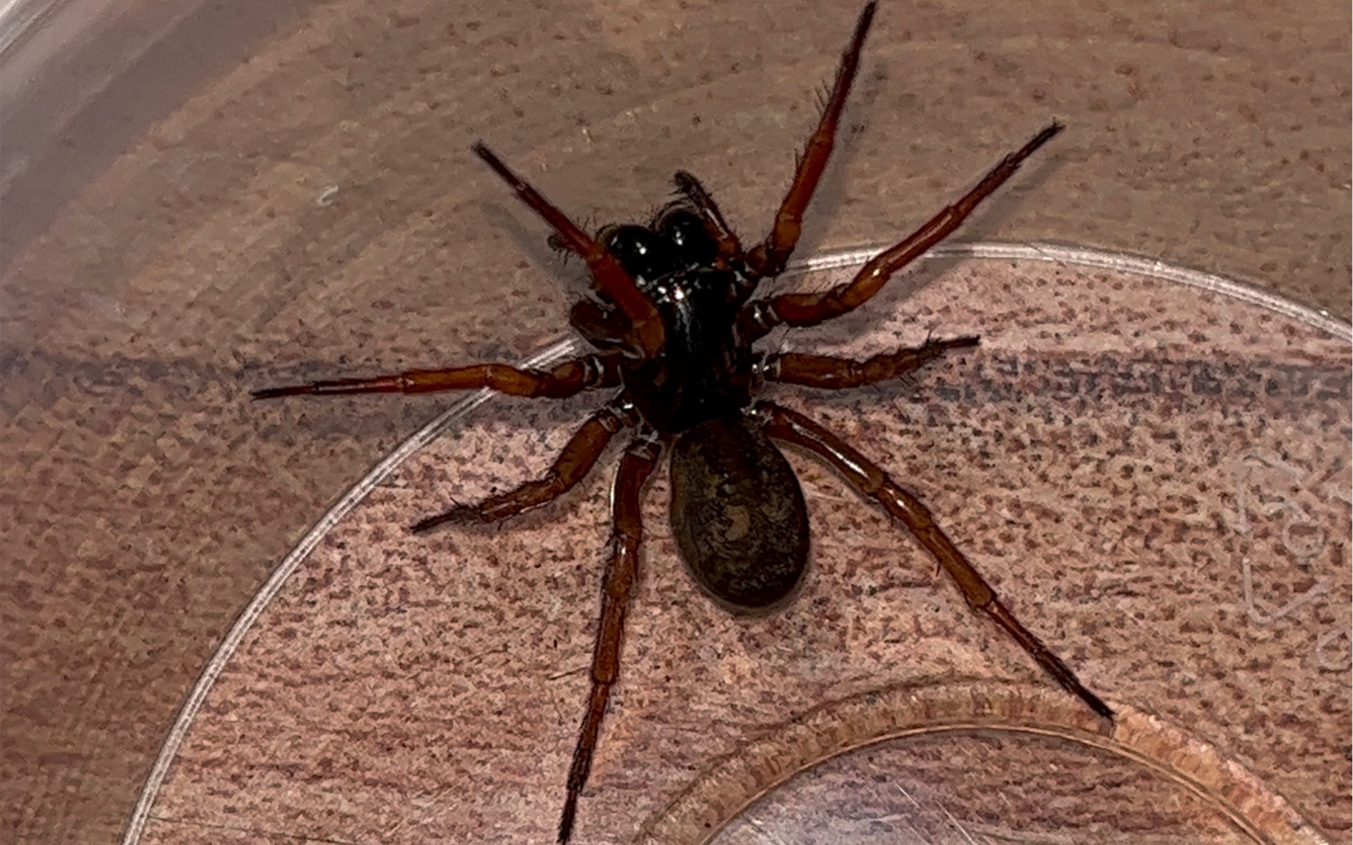 龙隙蛛?捕食_哔哩哔哩_bilibili