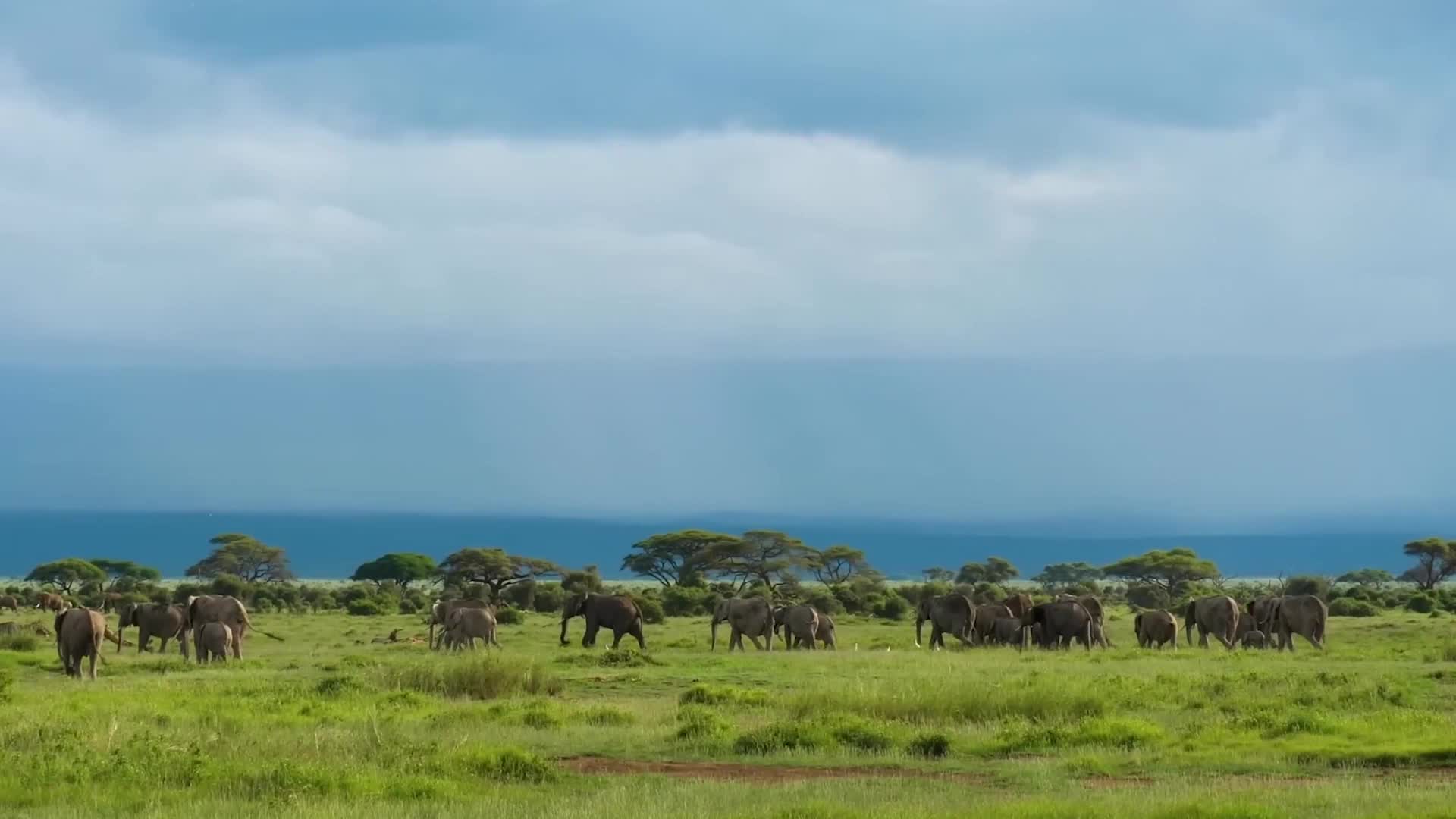 在充满民族特色的音乐中,展示多哥当地的人文风情,文化遗产和自然风光