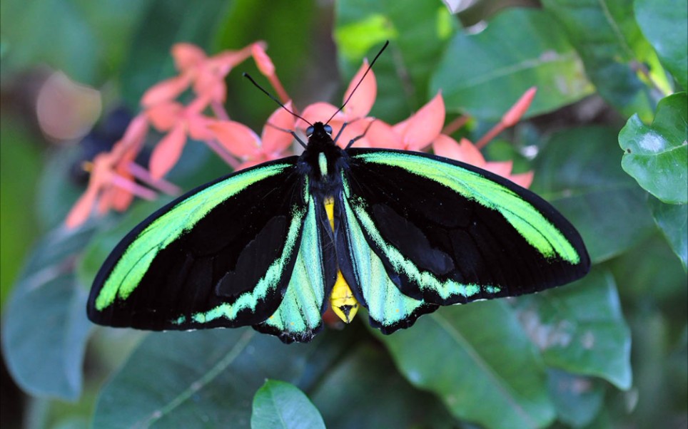 ornithopterapriamus在树丛中飞舞的绿鸟翼凤蝶