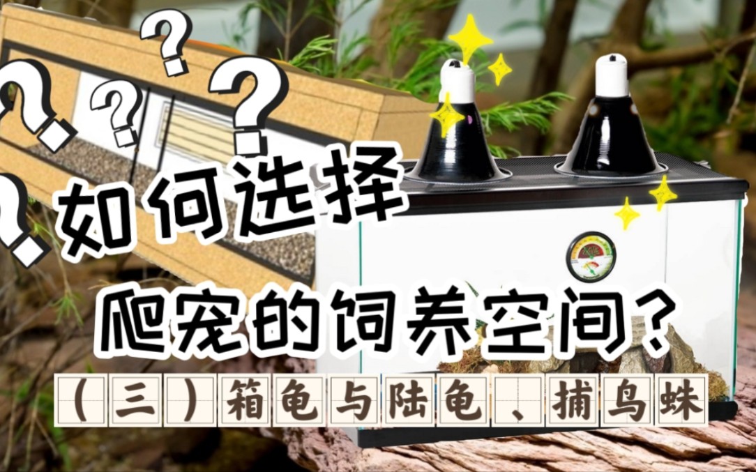 如何选择爬宠的饲养空间(三)箱龟与陆龟、捕鸟蛛哔哩哔哩bilibili