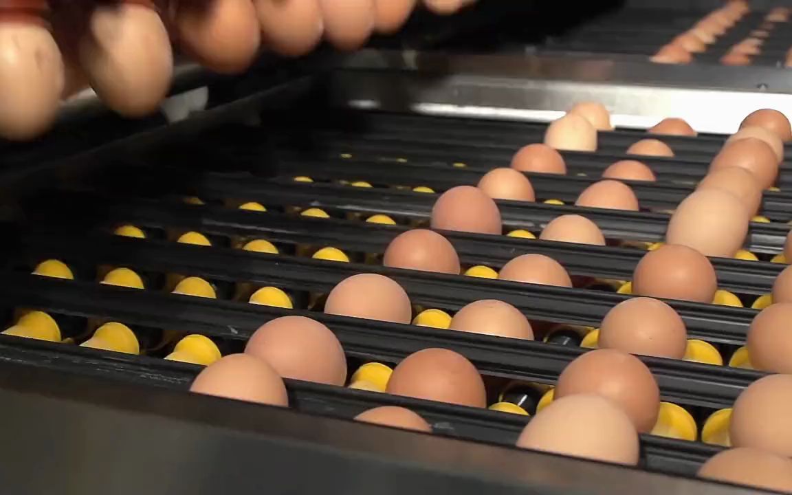 国外惊人的机械化鸡蛋加工过程!看得令人眼花缭乱