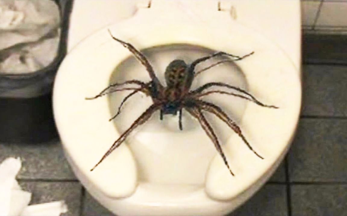 7个入侵家里的危险动物!从马桶里钻出来的致命生物!