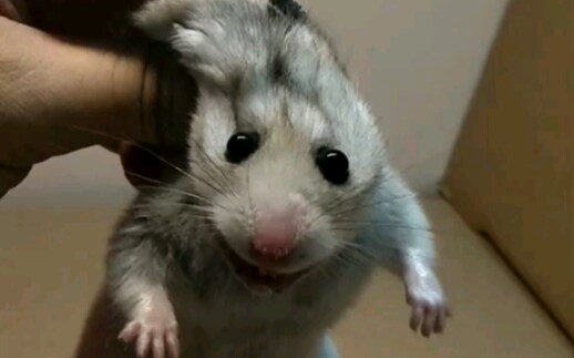 仓鼠金丝熊剪牙纯银熊萌萌哒么么哒表情包