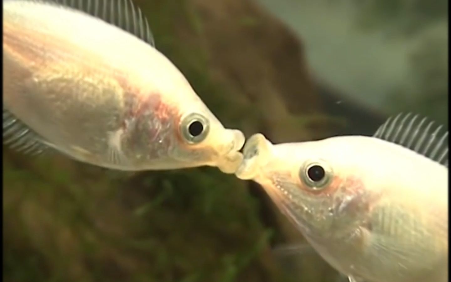 鱼亲嘴是什么意思?