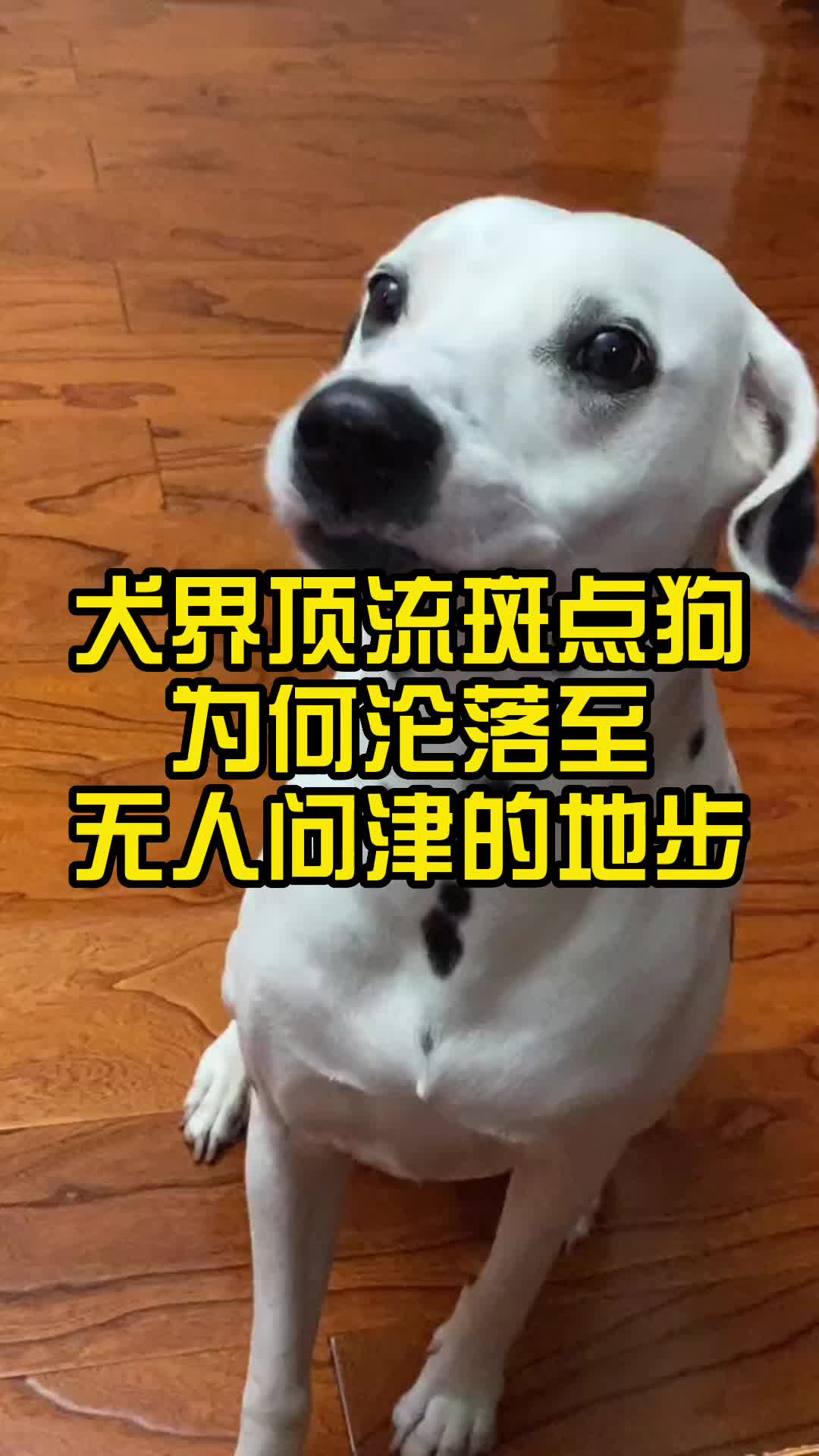 犬界顶流斑点狗,为何沦落至无人问津的地步?哔哩哔哩bilibili