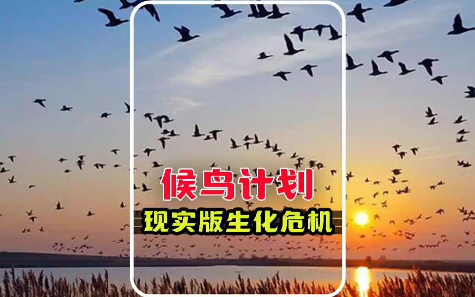 美国用心险恶妄图清除人类?现实版生化危机的候鸟计划到底是什么