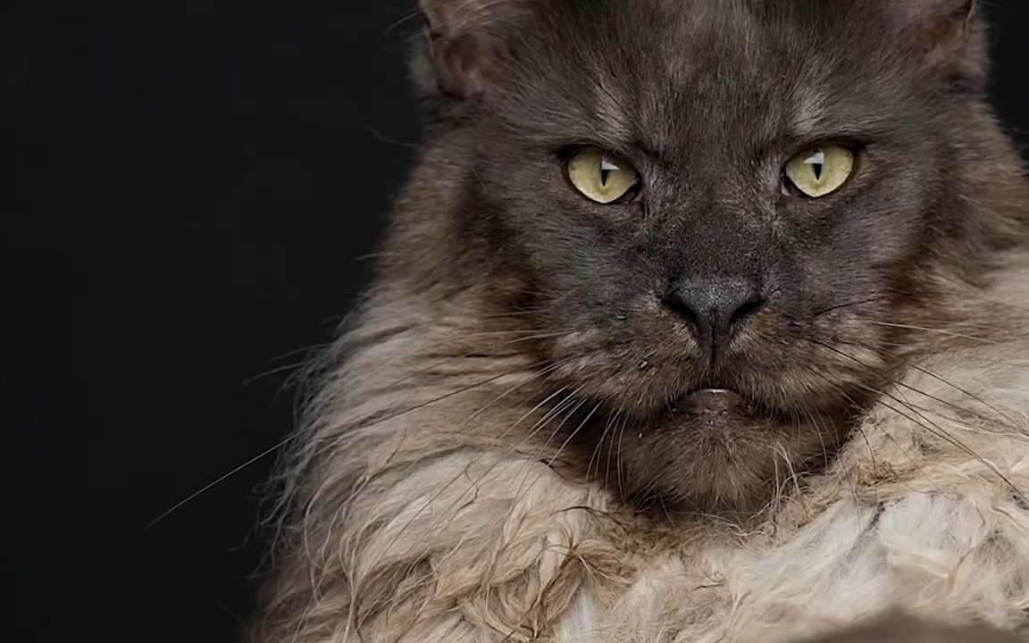 世界上最英俊的缅因猫