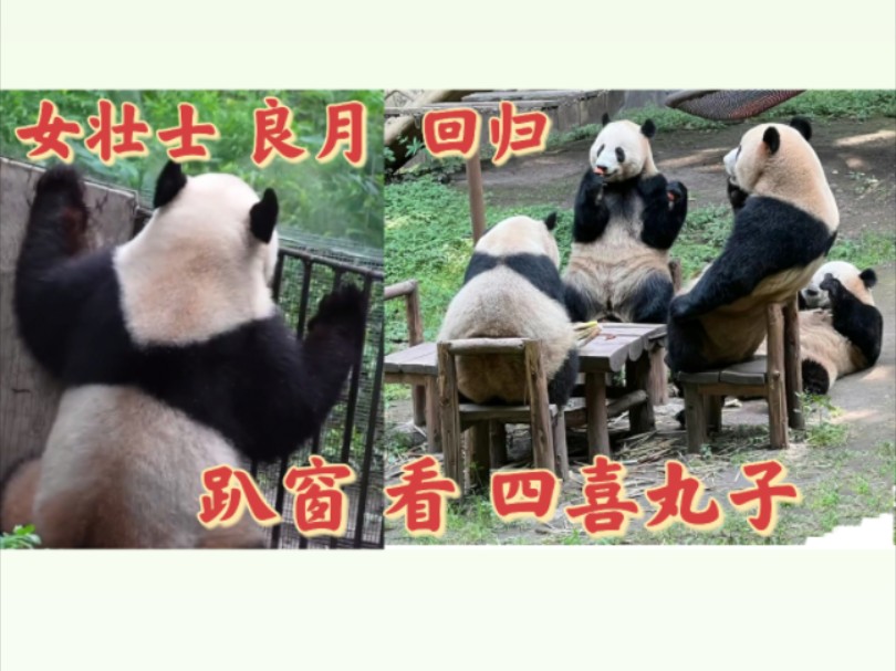 女壮士良月 回归外展了,比八卦小分队 还八卦,趴窗看 四喜丸子干饭