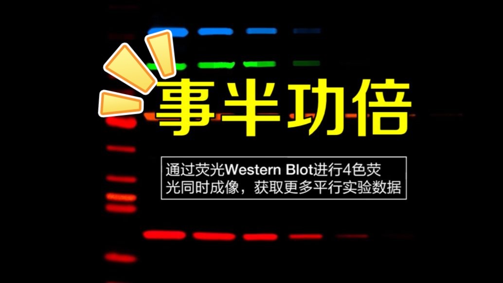 高通量Western Blot全流程解决方案：自动化操作与精准检测技术解析
