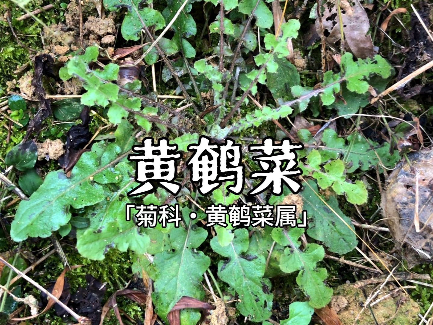 黄鹌菜,就这货居然属于一级无公害蔬菜?以前我家兔子吃的可真好!哔哩哔哩bilibili