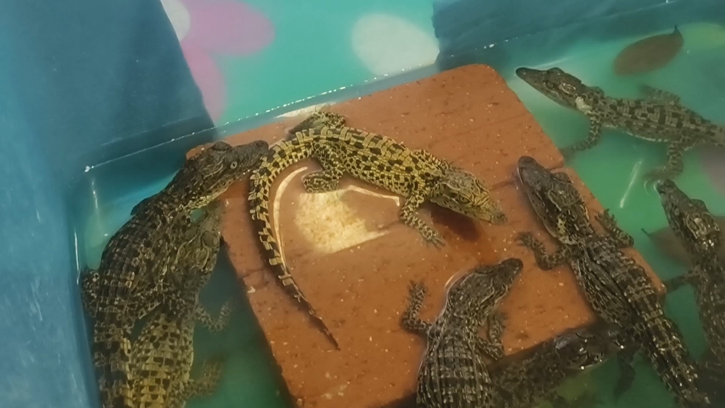 杂交鳄鱼古巴杂 杂交湾鳄 尼罗鳄都有可以挑选