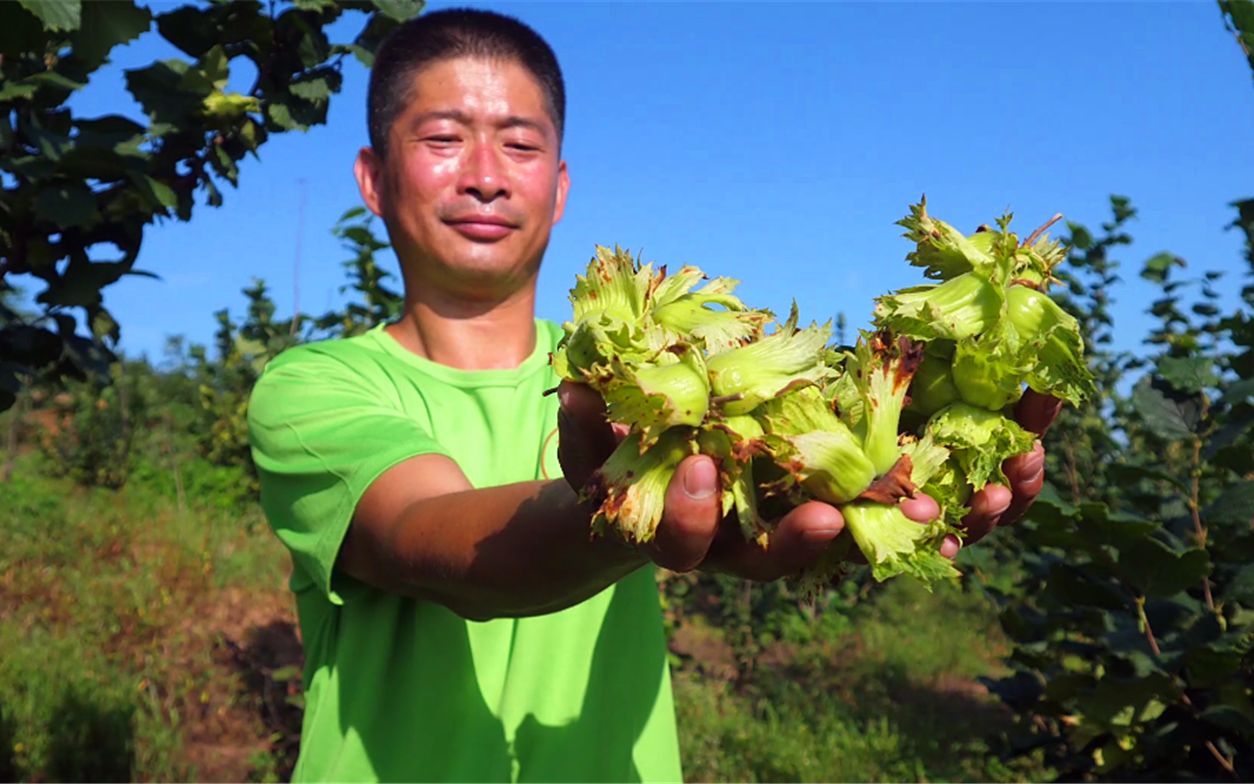 丹东大榛子熟了,两口子边摘边吃还打包,带你感受采摘的乐趣