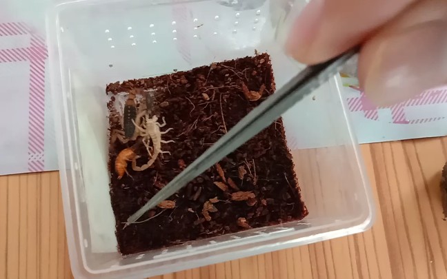哥斯达黎加双色木蝎捕食
