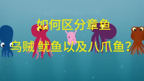看动画 分辨魷魚 中卷 花枝和小墨鱼 哔哩哔哩 Bilibili