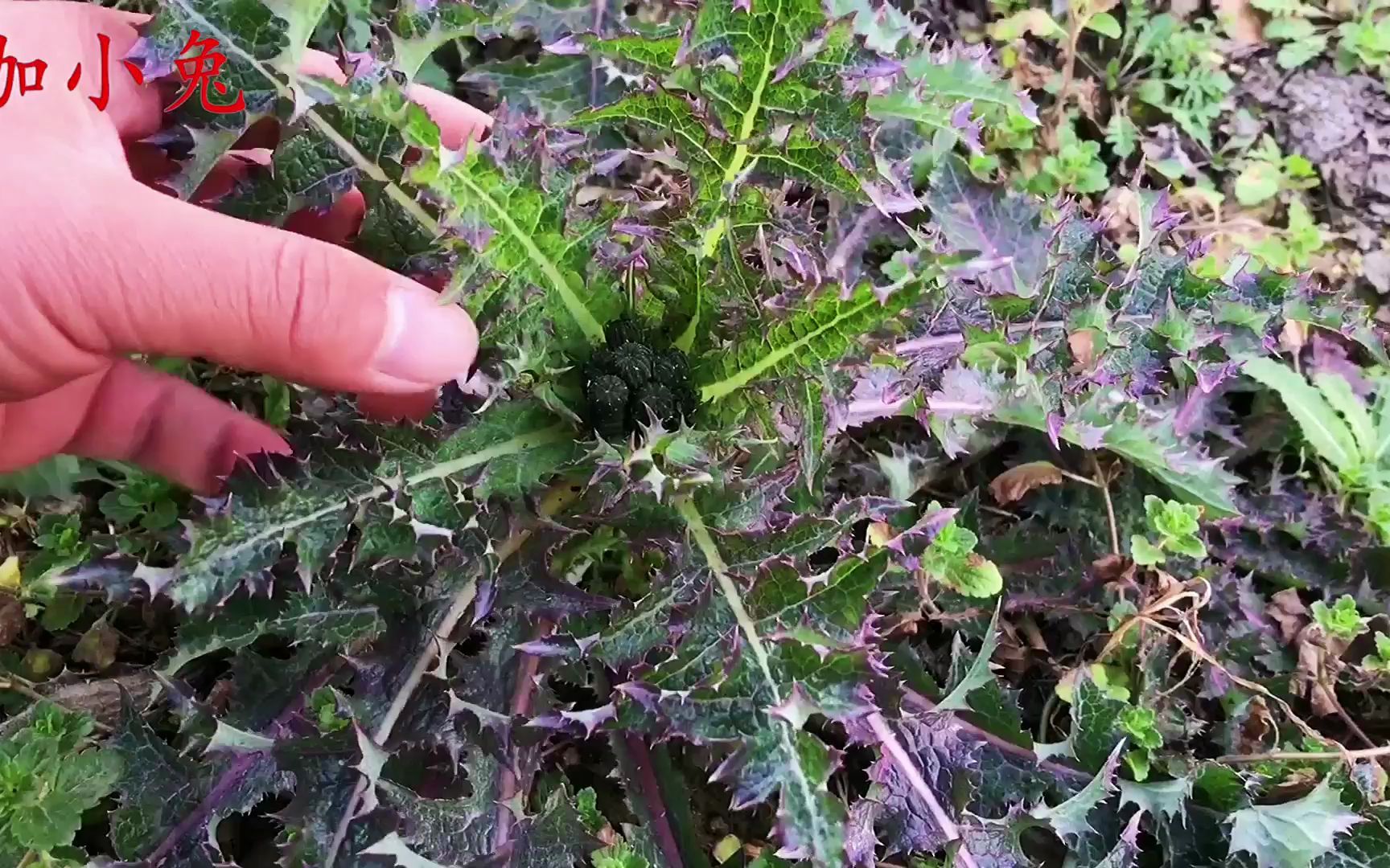 奶奶最喜欢吃的“苦苣菜”,很多人没见过,原来价值这么好哔哩哔哩bilibili