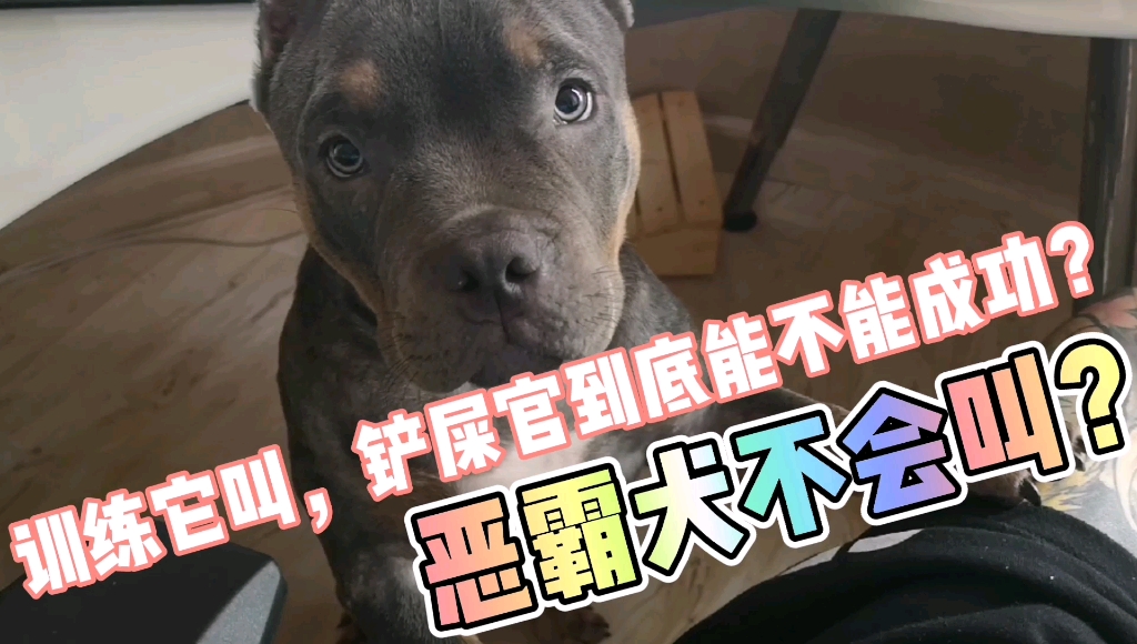 恶霸犬狗狗不爱叫?那铲屎官就训练它叫,这样牵出去看谁敢欺负我!哔哩哔哩bilibili