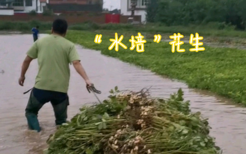 河南暴雨后“水培”花生收获方法哔哩哔哩bilibili