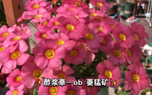 Download Video: 【酢浆草】23——ob 菱猛矿