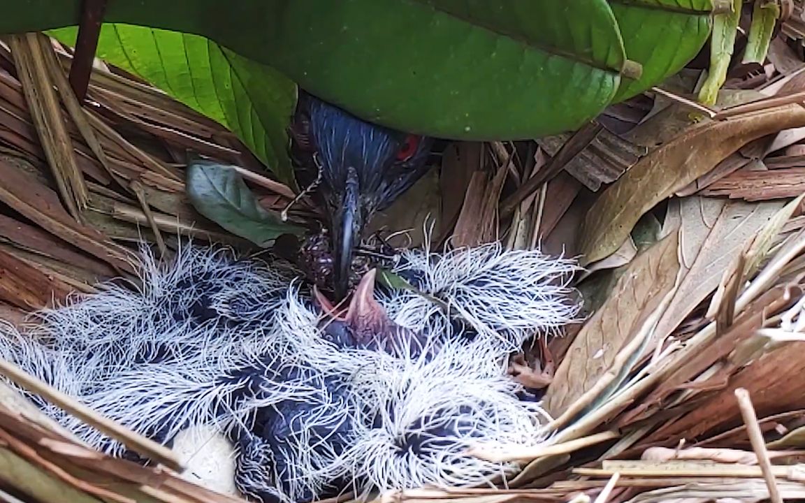 红毛鸡育雏,鸟妈:你倒是吞啊宝宝