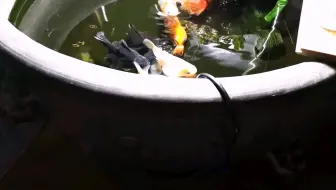 从零开始养金鱼第四天 检疫的重要性 初期病征已经显现 哔哩哔哩 Bilibili