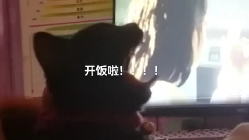 呆猫猫_哔哩哔哩_bilibili