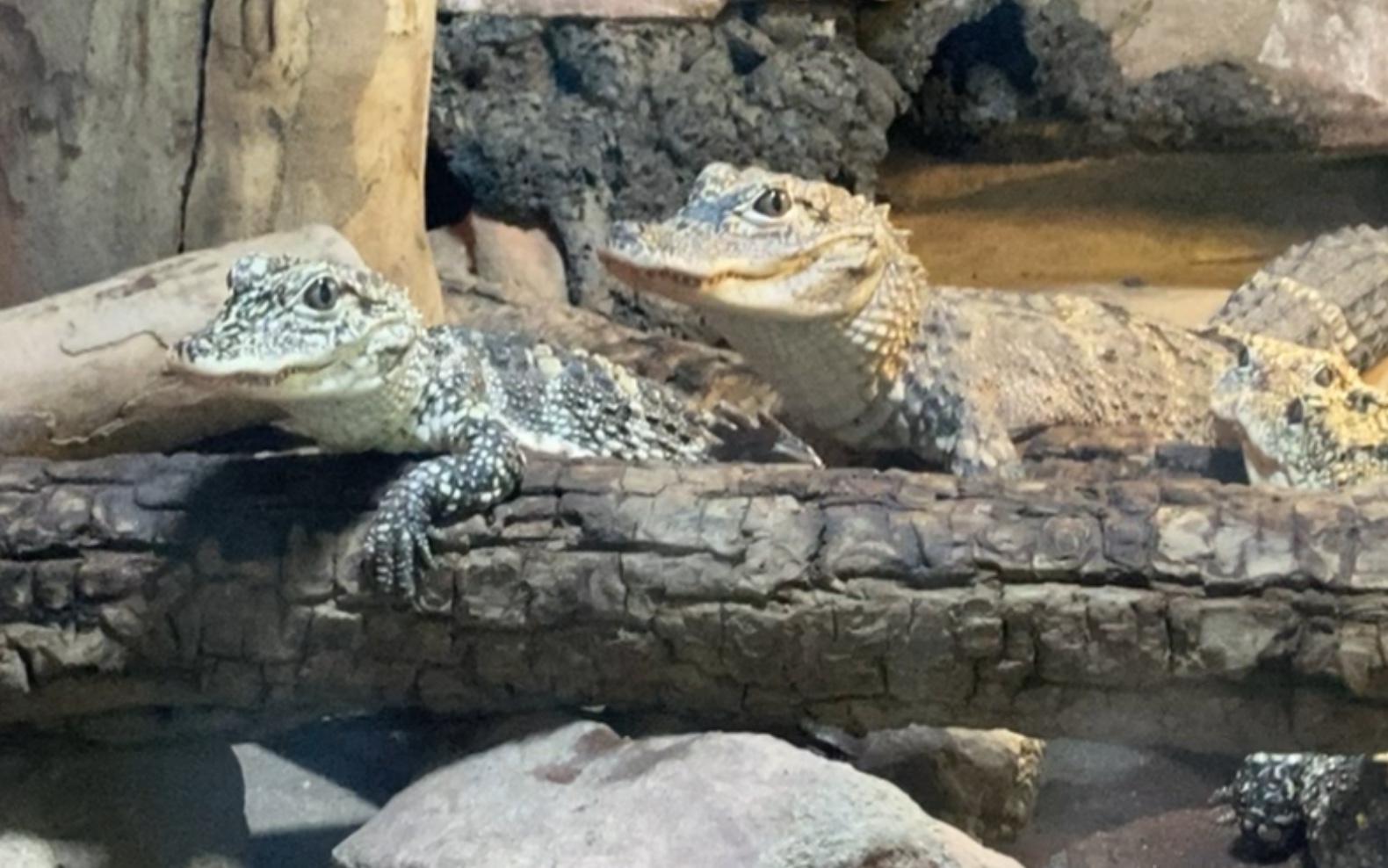 上海动物园扬子鳄宝宝1