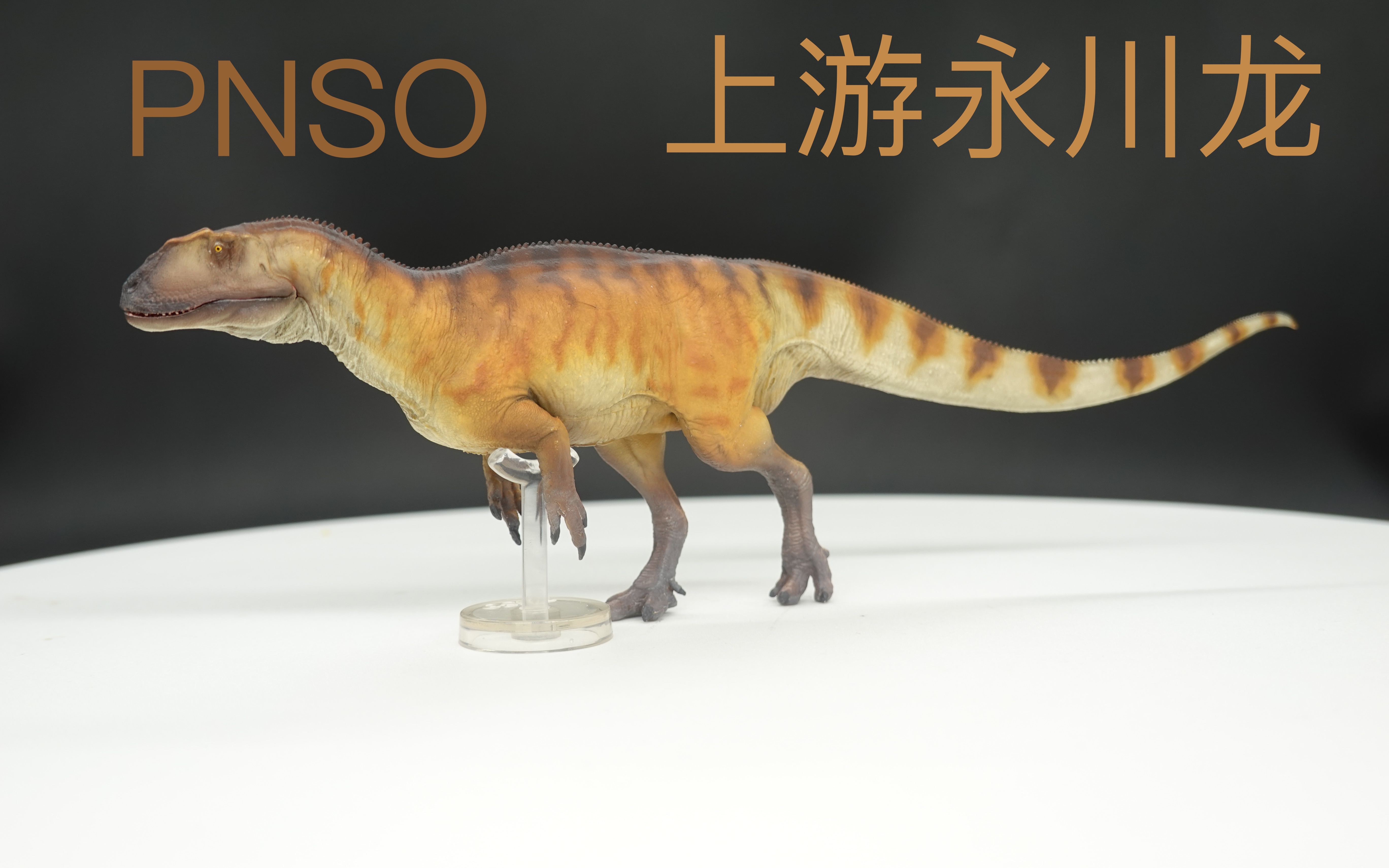 pnso 永川龙 模型测评【喵君测评】