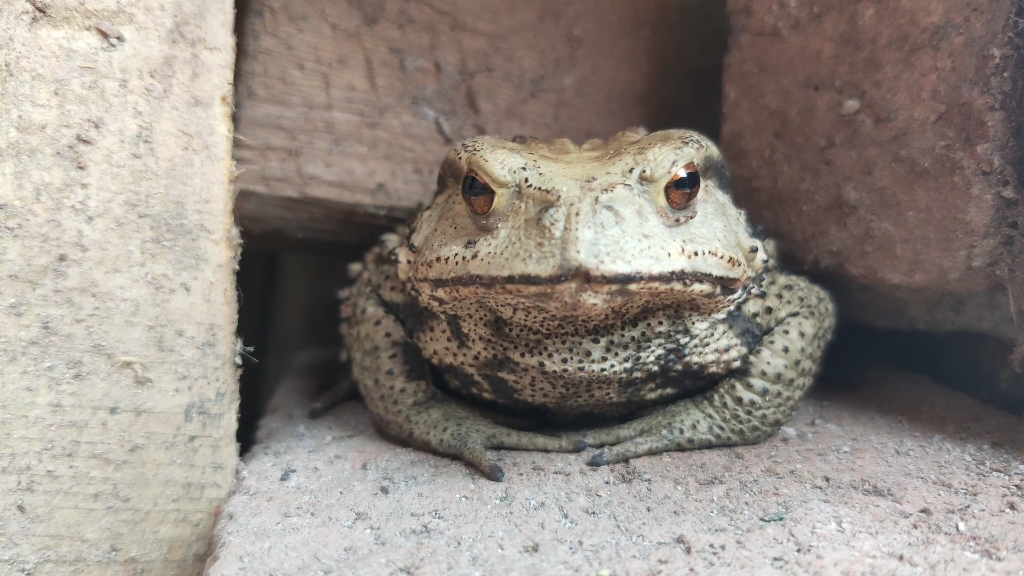 这蛤蟆怎么一动不动的?像一个王者.