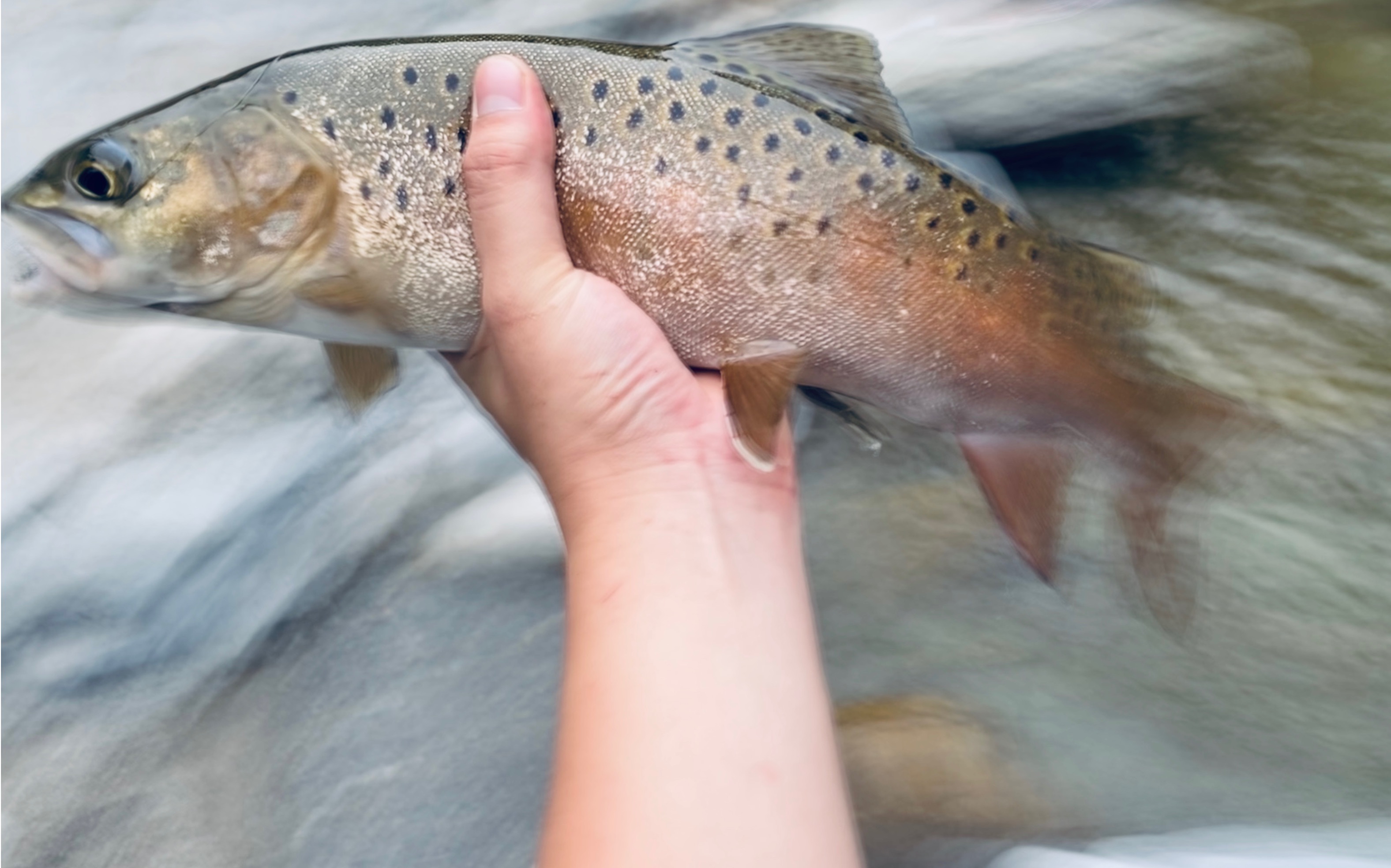 记录一下溪流亚细鳞鲑