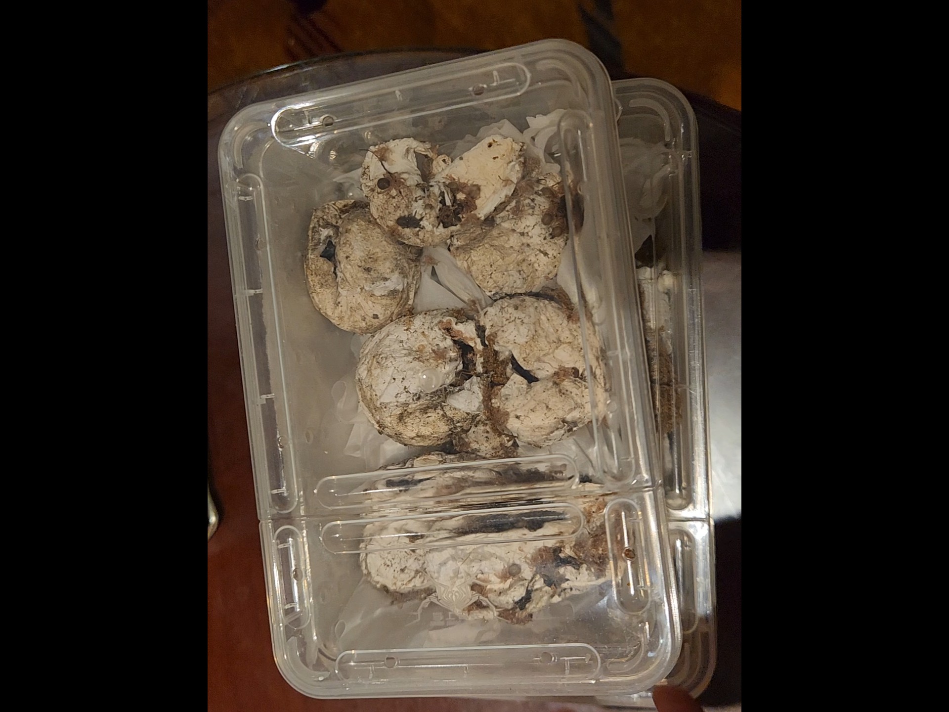 到货一些地老虎卵包