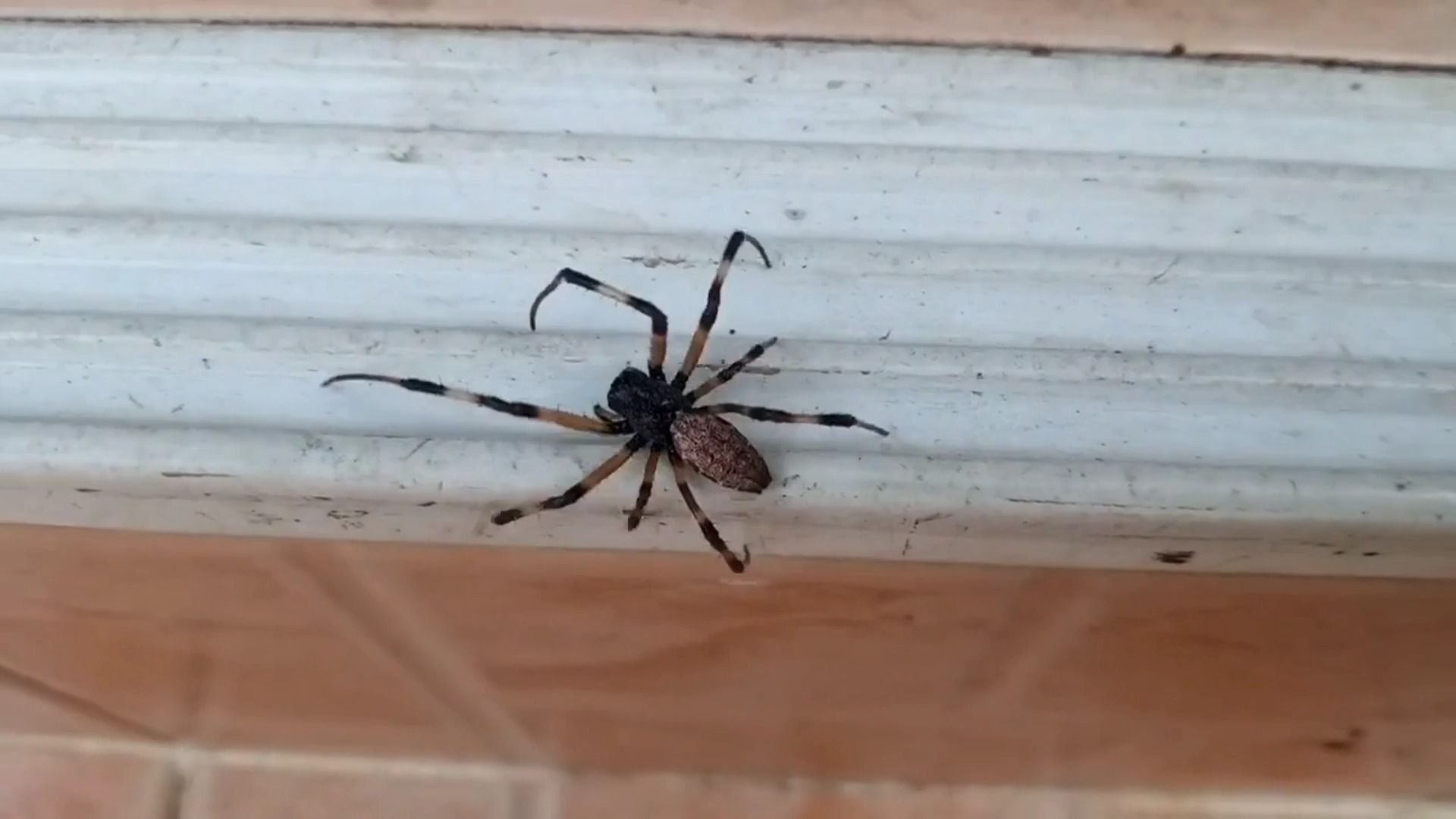 家里有蜘蛛怎么处理?这些方法让你轻松解决!