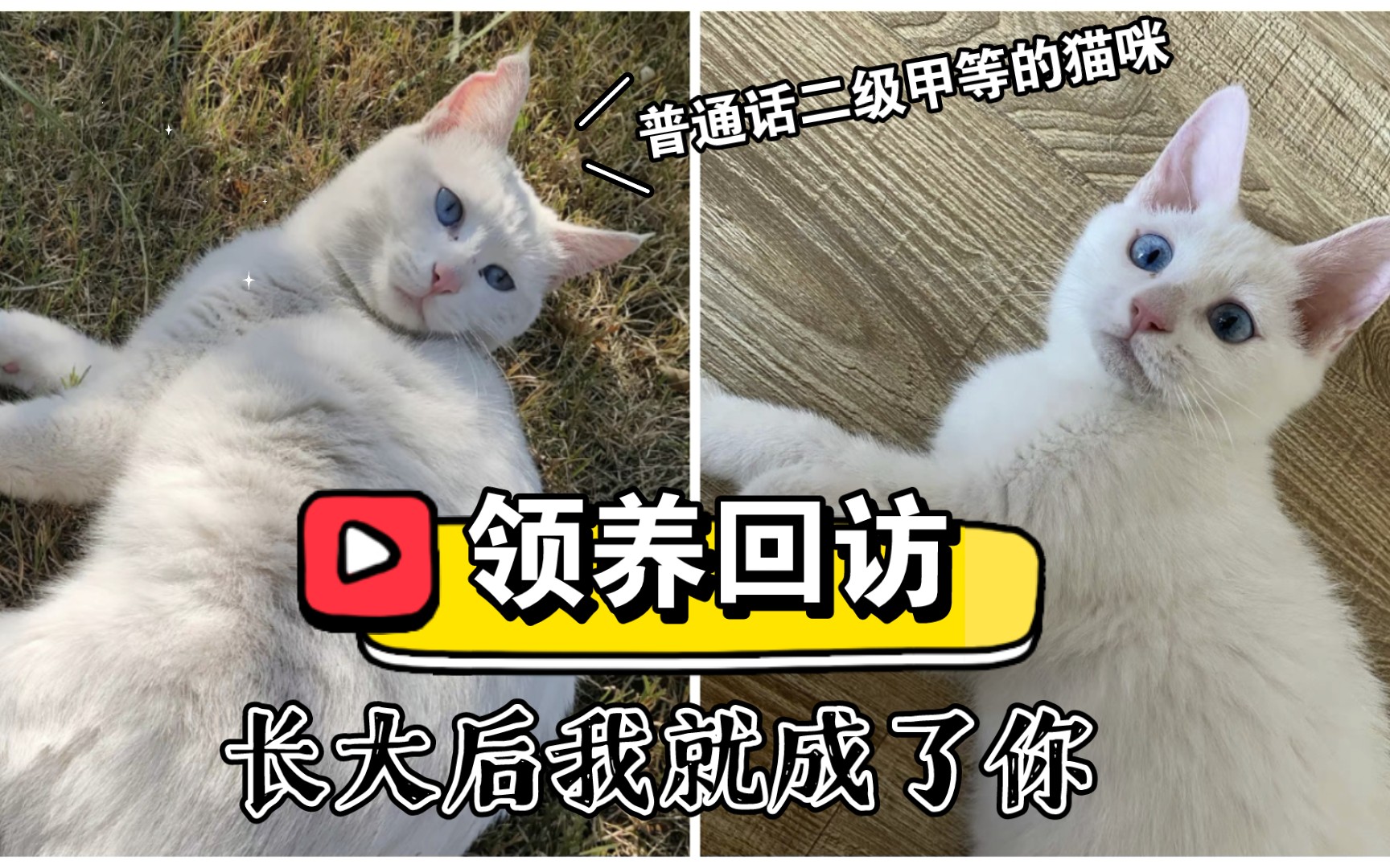 [图]上热搜的普通话二级甲等的小猫咪长大了｜冬日领养回访【雪饼砂糖仙贝】