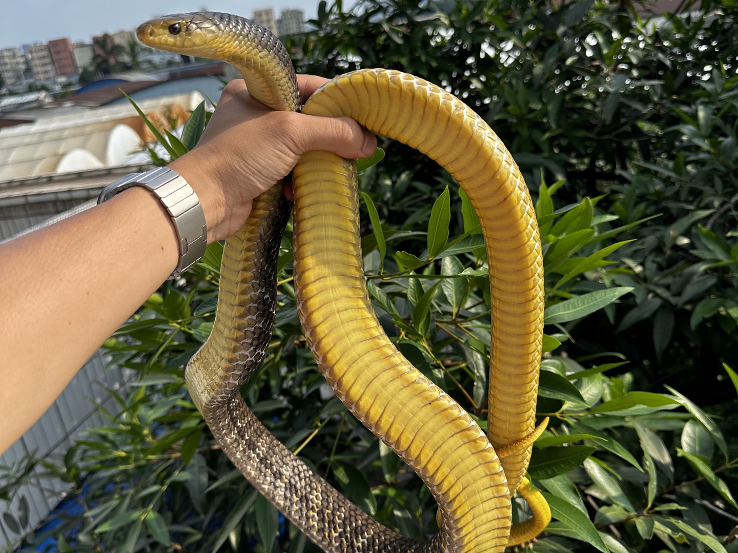 实体店 森屿爬宠】自然光95,#黄尾森王,大亚成,有一对,最大的森王蛇