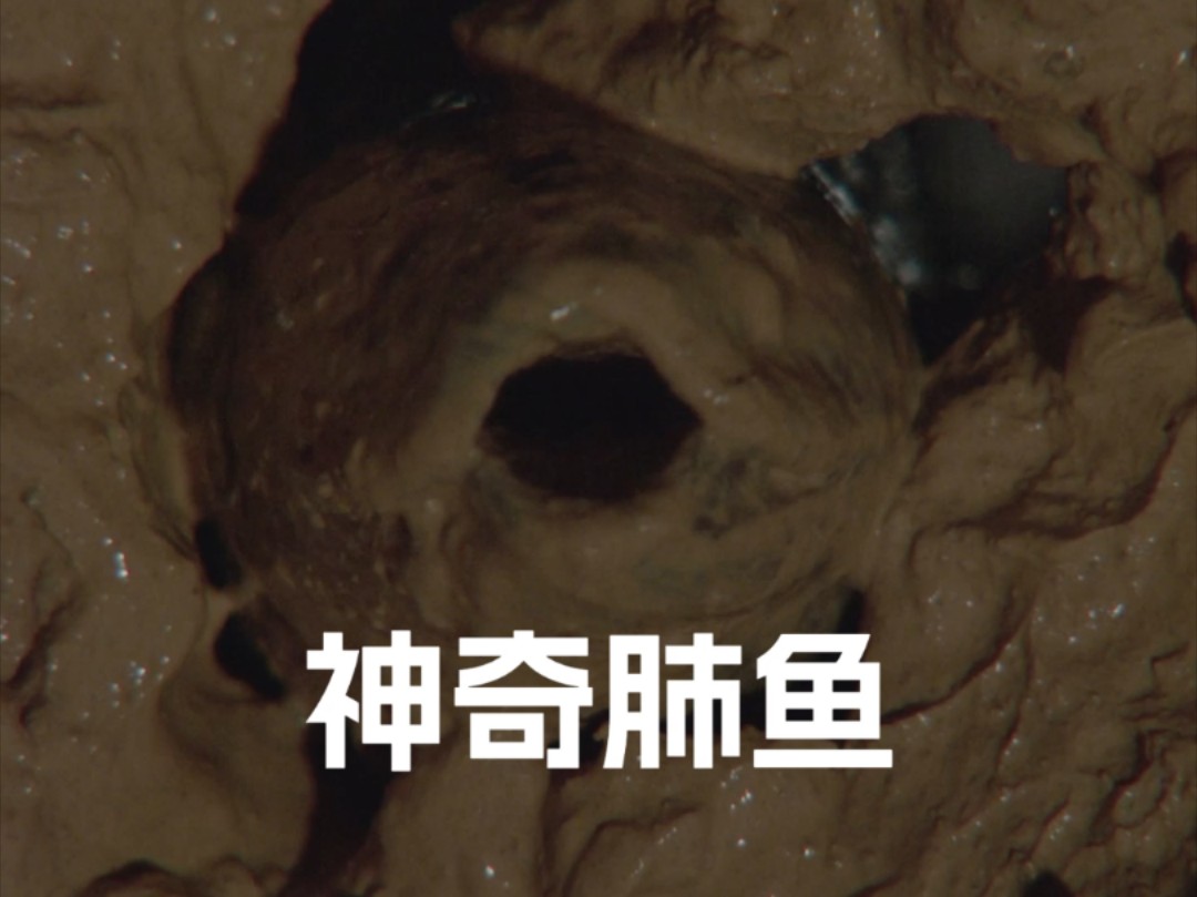 肺鱼是一种会用肺呼吸的鱼