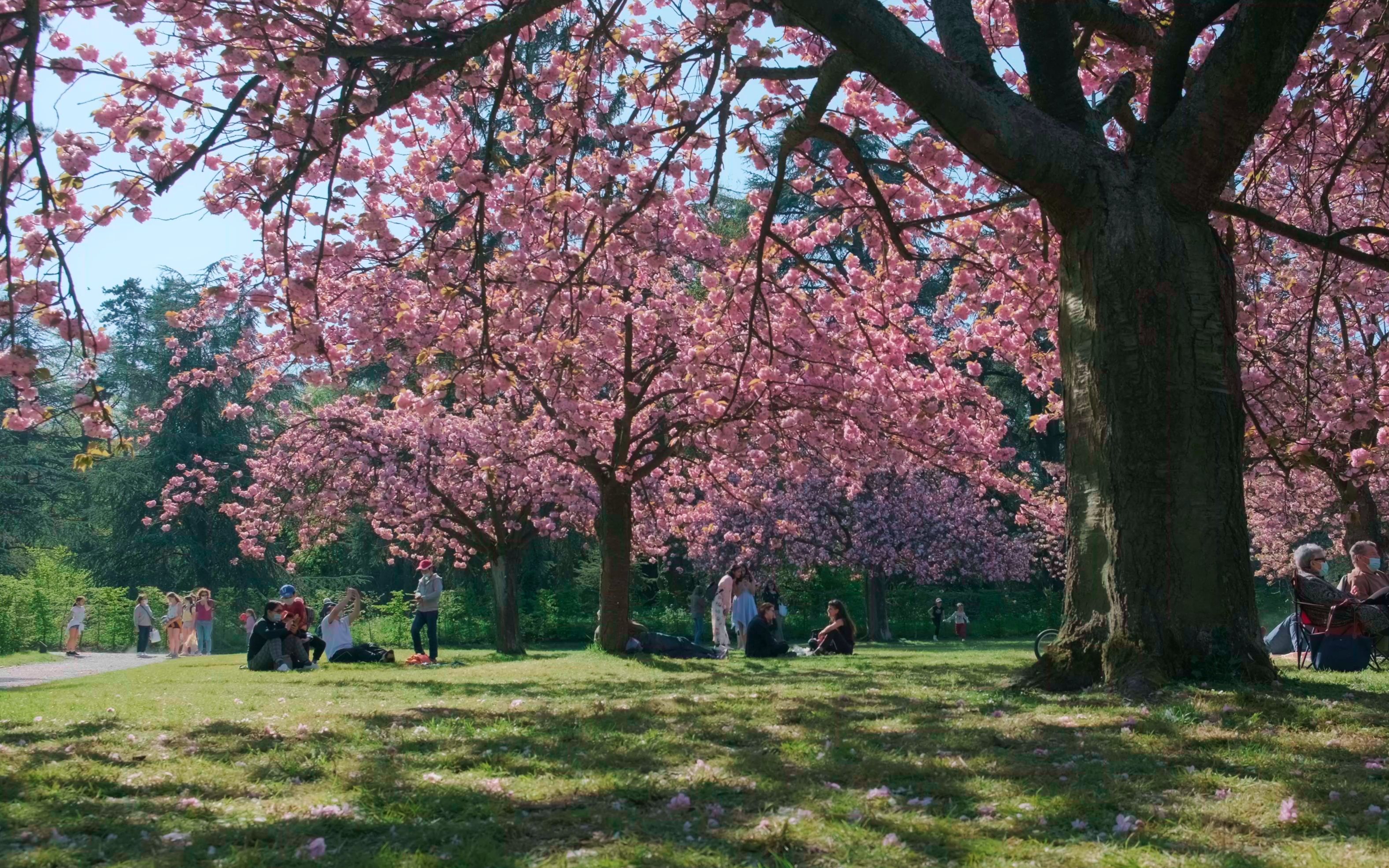 【踏春】晚樱林