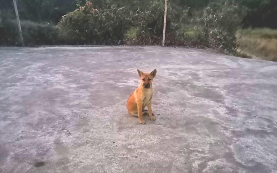 这狗感觉贼眉鼠眼的