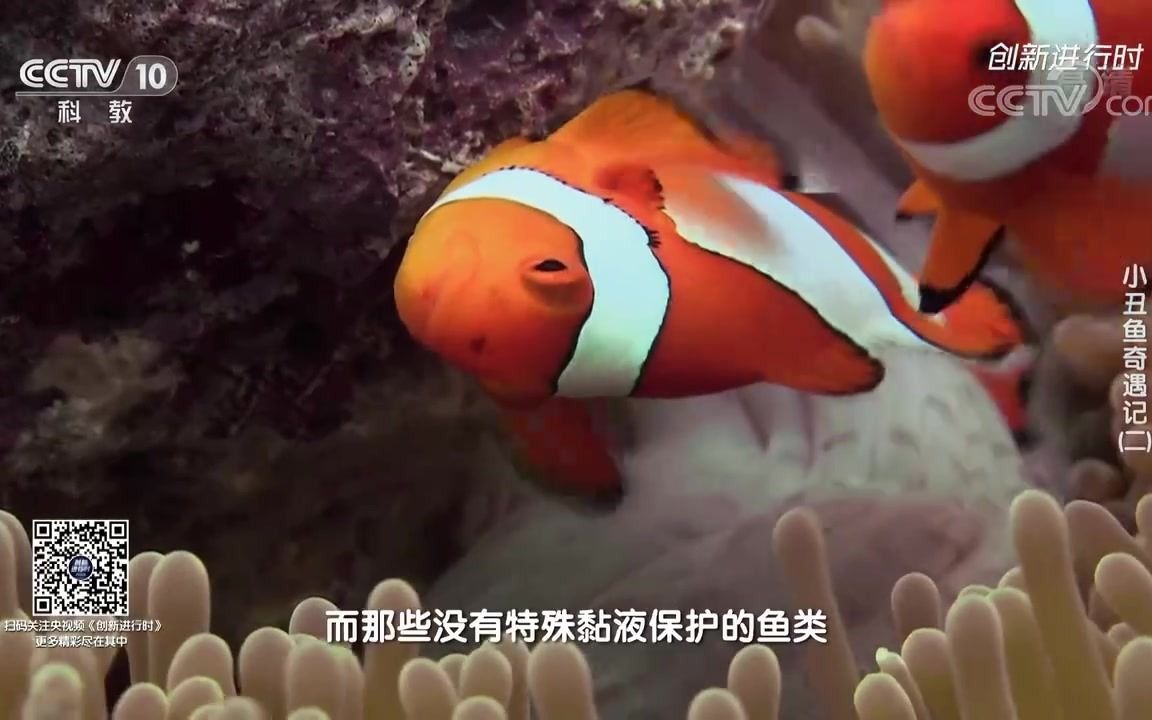 《创新进行时》20210622小丑鱼奇遇记(二)