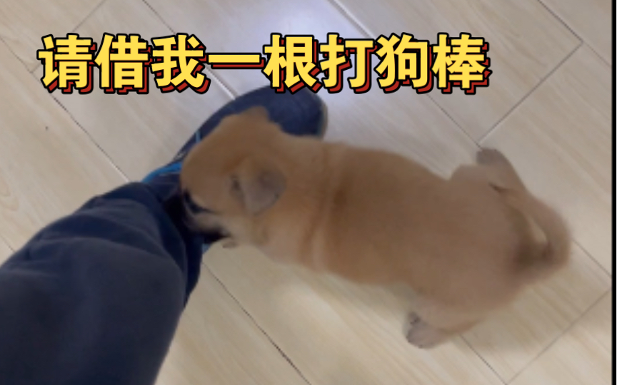 恶犬扑来,进退两难哔哩哔哩bilibili