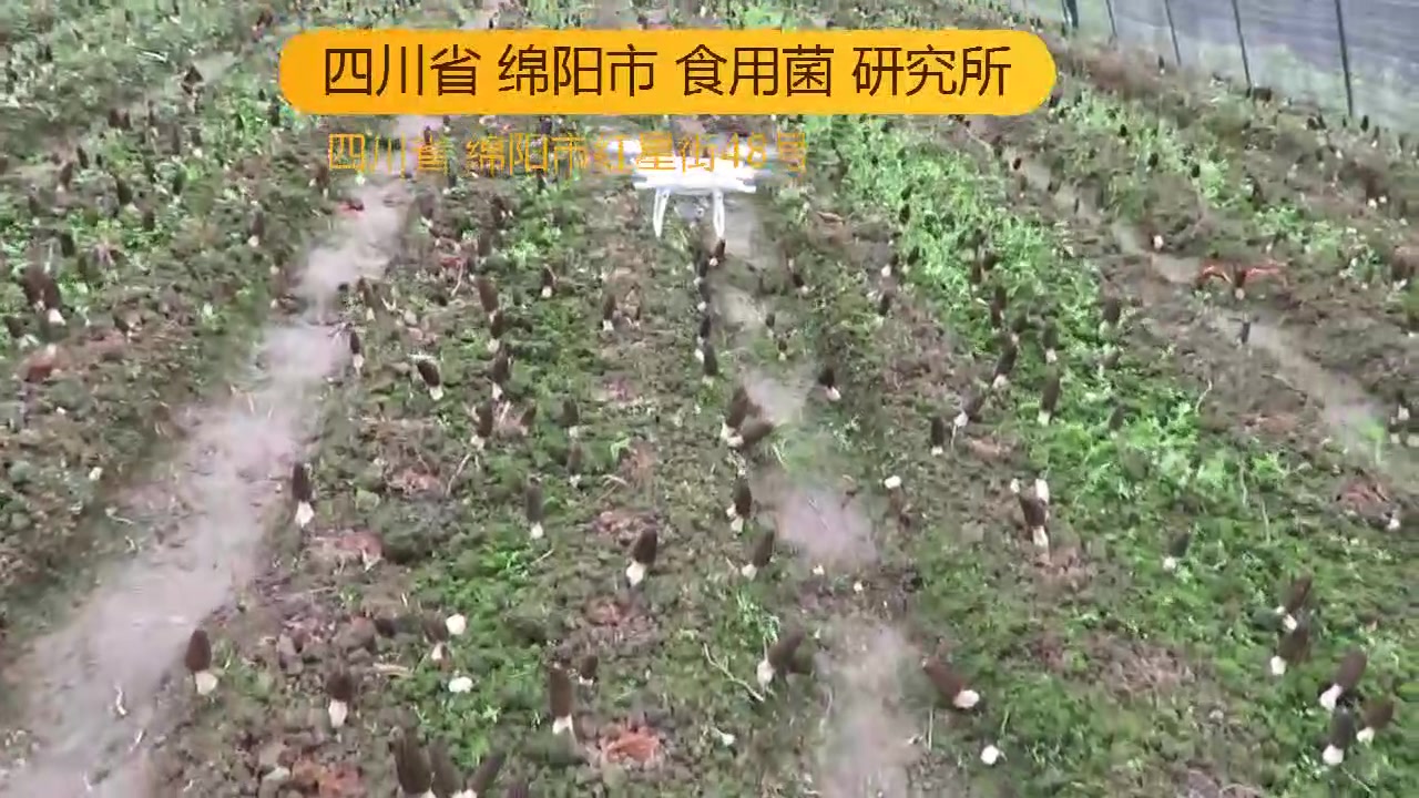 [图]种植创业项目羊肚菌栽培，四川省绵阳市食用菌研究所提供技术培训