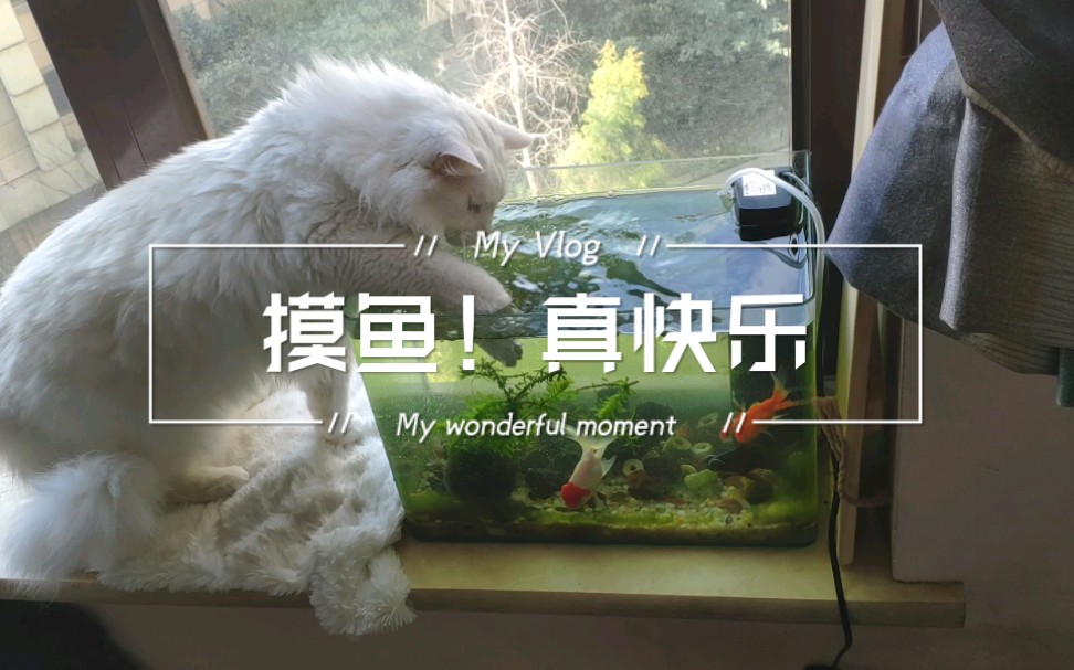 活动作品猫咪摸鱼真的很快乐