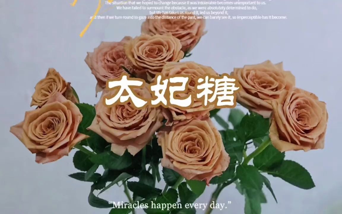 【网红鲜花店】鲜花分享玫瑰:太妃糖.颜色小众,怀旧复古,易开放哔哩哔哩bilibili