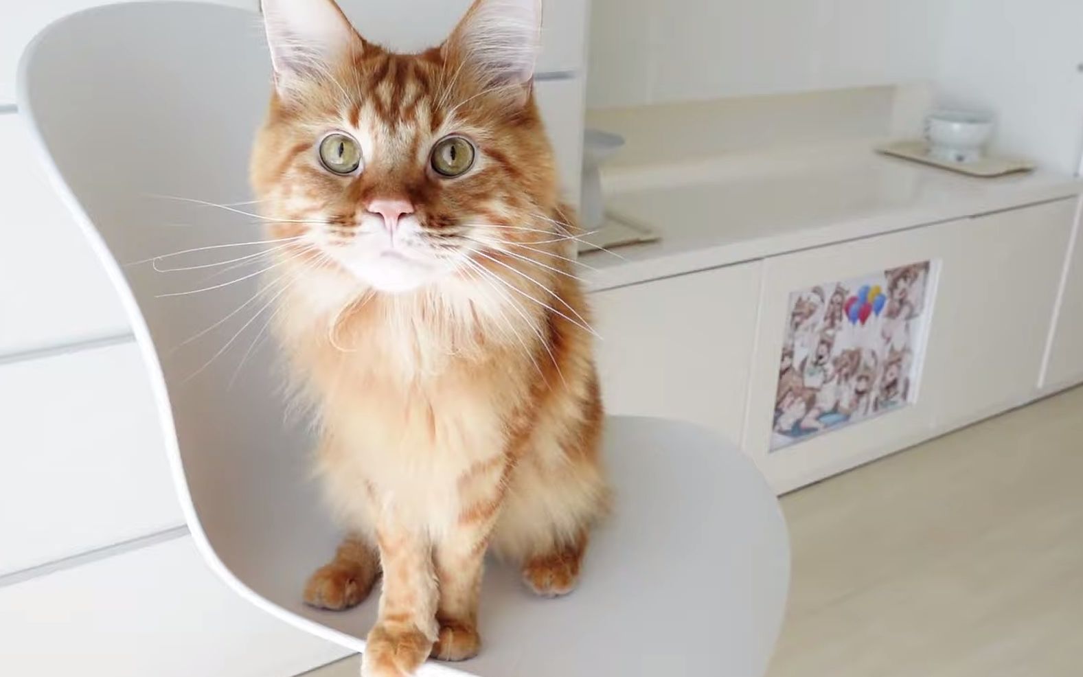 kinako酱,可爱的小黄豆,黄豆粉.《我家猫猫是可爱的女孩子!》