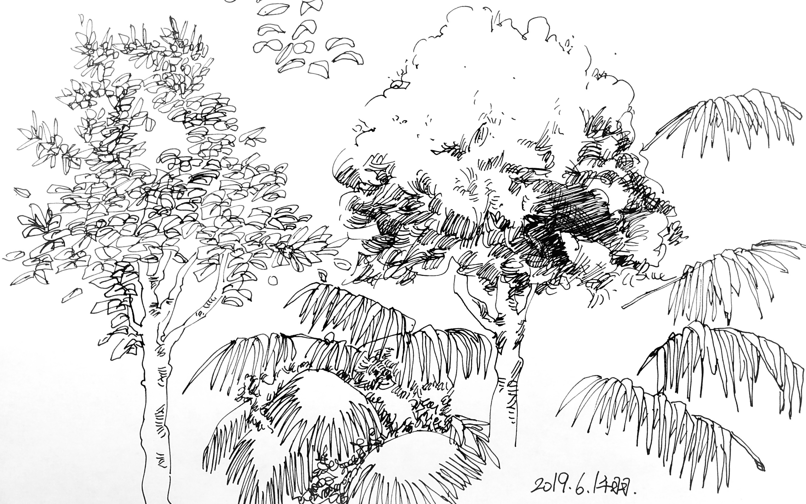 20190601_153306景观植物精细线稿树室内手绘效果图绘制单体家具小品